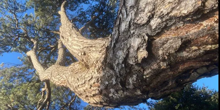 La Légende du dragon au milieu des landes à bruyère et autres grands arbres