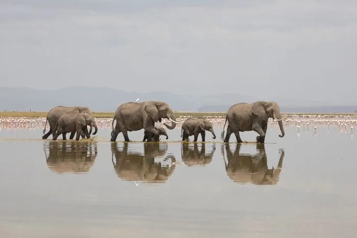 LES SECRETS DE LA PHOTOGRAPHIE ANIMALIÈRE