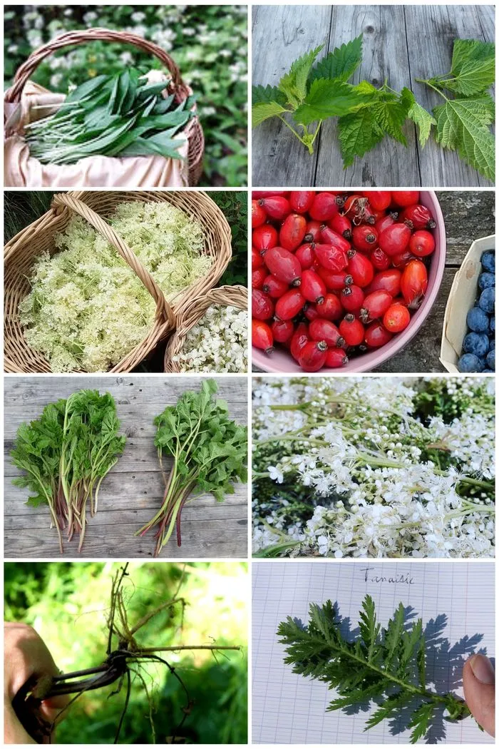 Cuisine sauvage