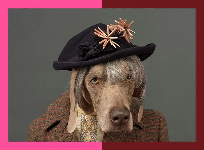PhotoSaintGermain - William Wegman, Portraiture