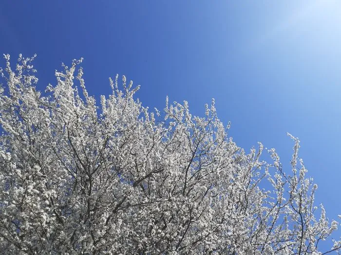 Célébrons ensemble l'équinoxe de printemps en Pleine Conscience !