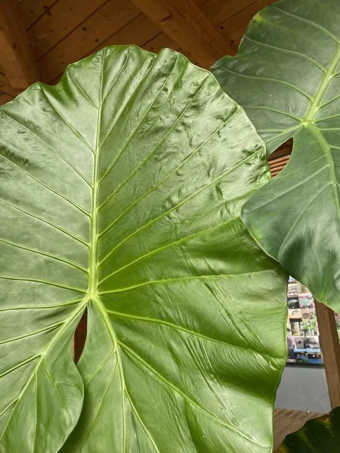 Atelier de jardinage : les plantes dites "d'intérieur"