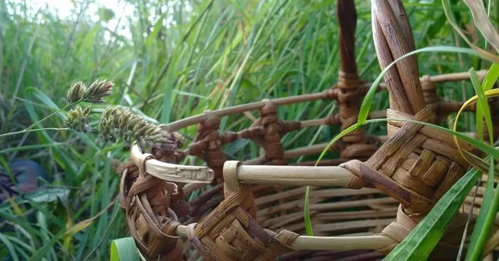 A la découverte des plantes sauvages comestibles et médicinales