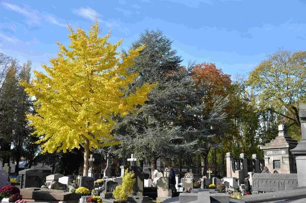 Le cimetière du Sud : ce que les pierres murmurent