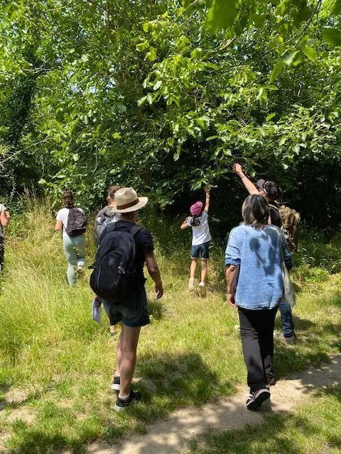 Balade et dégustation de plantes sauvages