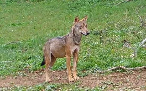 Sortie 'Pistage & découverte du Loup'