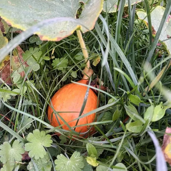 Un jardin chez Galiot