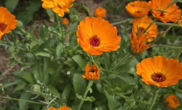 Stage 1 jour : Découverte des plantes médicinales sauvages et cultivées