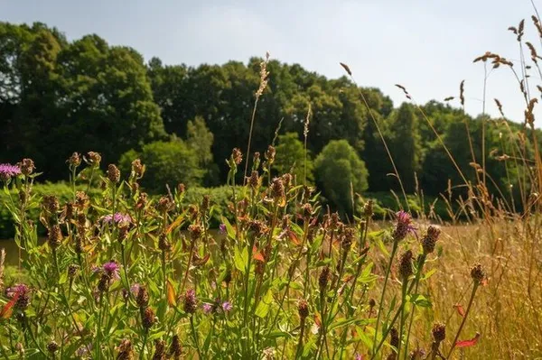 Balade nature à la découverte des délicieuses plantes sauvages et comestibles