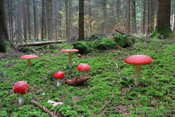 Atelier découverte de la Nature : initiation à la mycologie