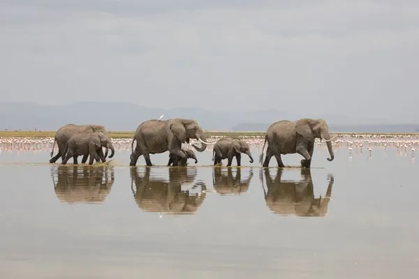 LES SECRETS DE LA PHOTOGRAPHIE ANIMALIÈRE
