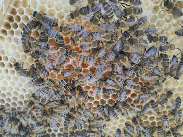 Découvrez l'apiculture familiale en ruche Warré