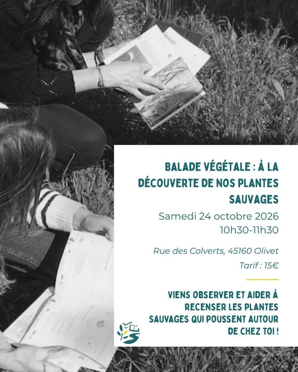 Balade végétale : à la découverte de nos plantes sauvages