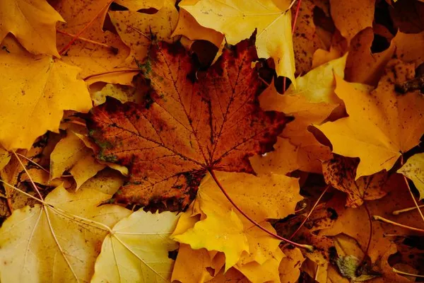 Fête de l'automne