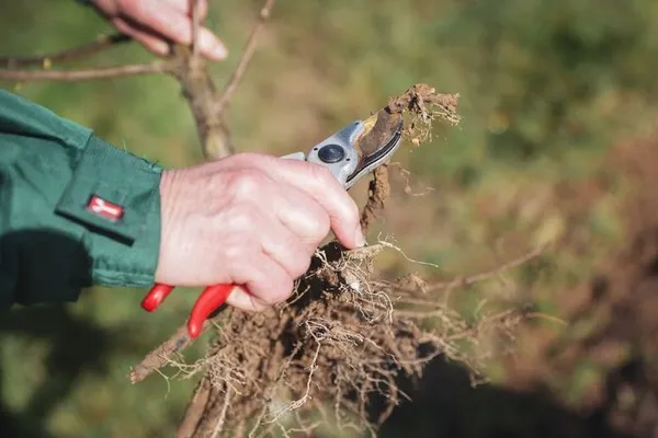 Initiation à l'entretien du matériel de jardinage