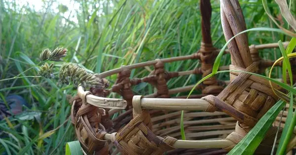 A la découverte des plantes sauvages comestibles et médicinales